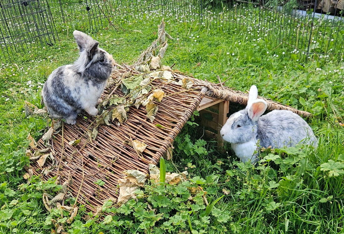 Links rund um das Thema Kaninchen und ihre bedarfsgerechte Haltung