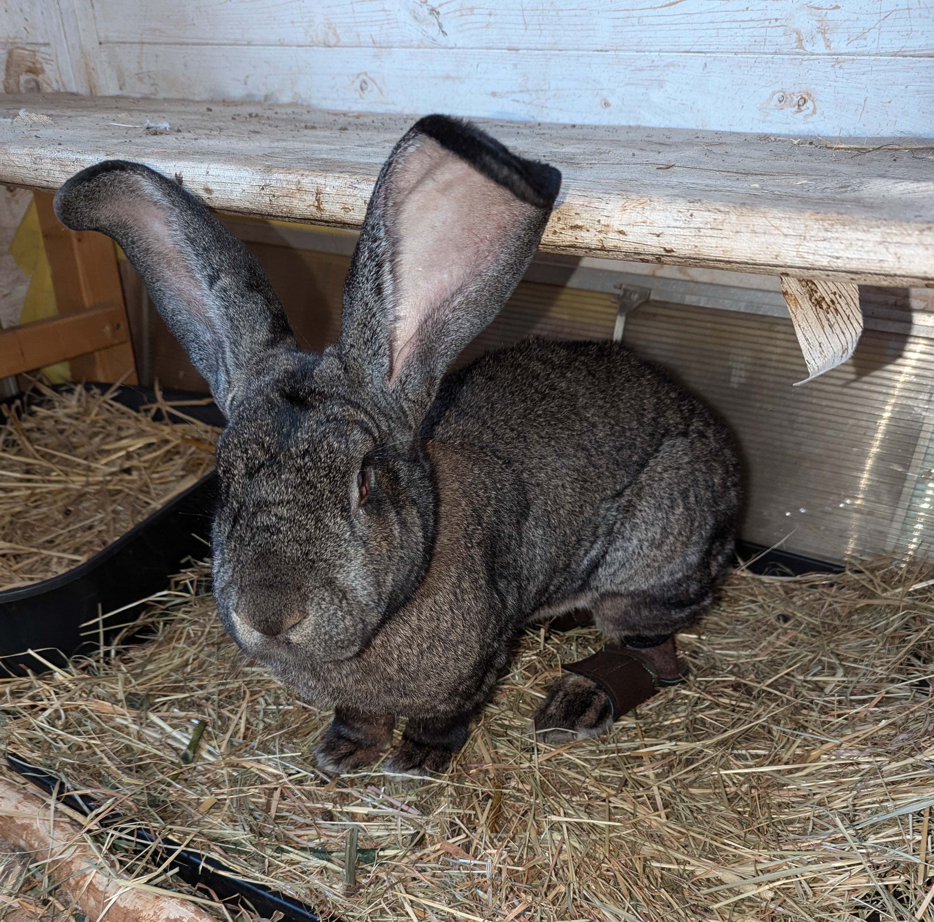 Brittas bunte bunny boots ® - L