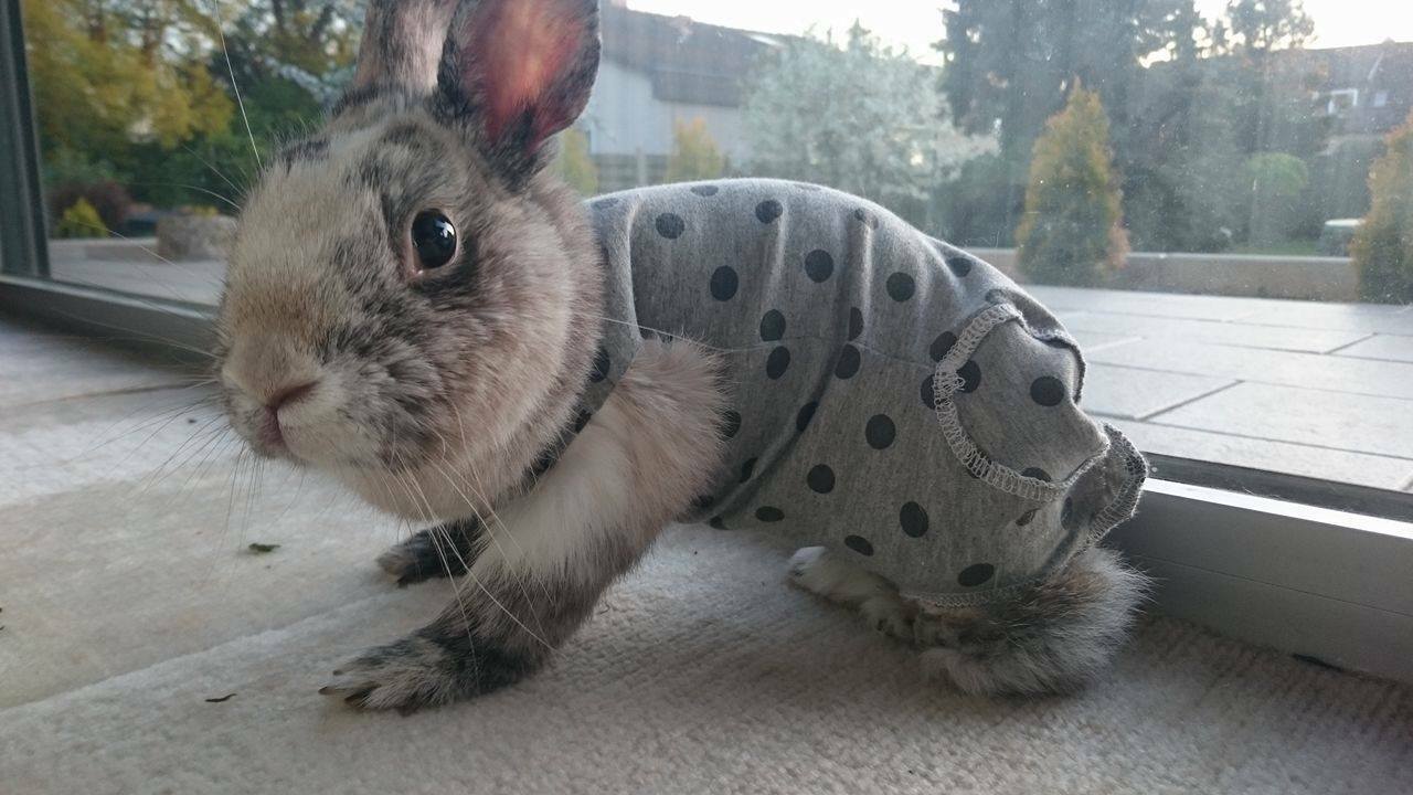 Body nach Amputation - bis zu 10 Tagen Lieferzeit x