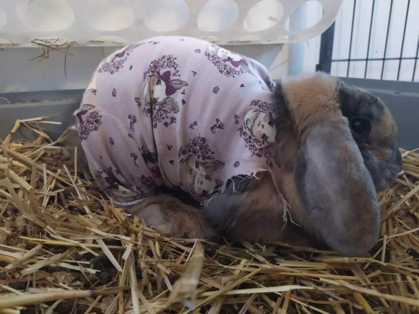 Body bei Verletzungen am äußeren Oberschenkel - bis zu 10 Tagen Lieferzeit