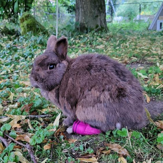 Brittas Bunte Bunny  Outdoorboots Größe S - Pfotenumfang 7,5 bis 9,5cm