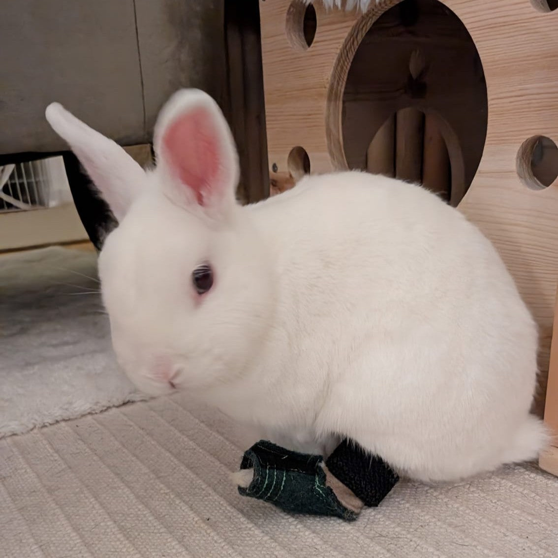 Brittas Bunte Bunny Boots - Größe XXS - Pfotenumfang bis 6cm