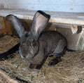 Bunter Bunny Boot  L - Tierarztshop