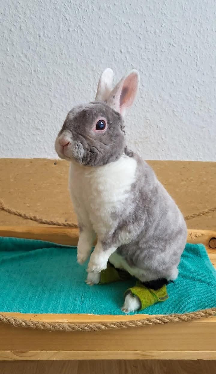 Brittas Bunte Bunny Boots - Größe XS - Pfotenumfang von 6 cm bis 7,5 cm