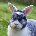 Kniffel von den Tierfreunde Münster TSV e.V. braucht 2 Bodys