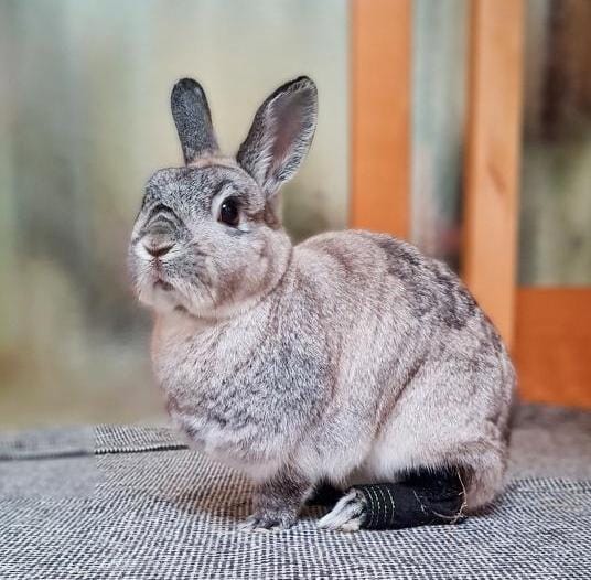 Brittas Bunte Bunny Boots - Größe S - Pfotenumfang 7,5 cm bis 9,5 cm